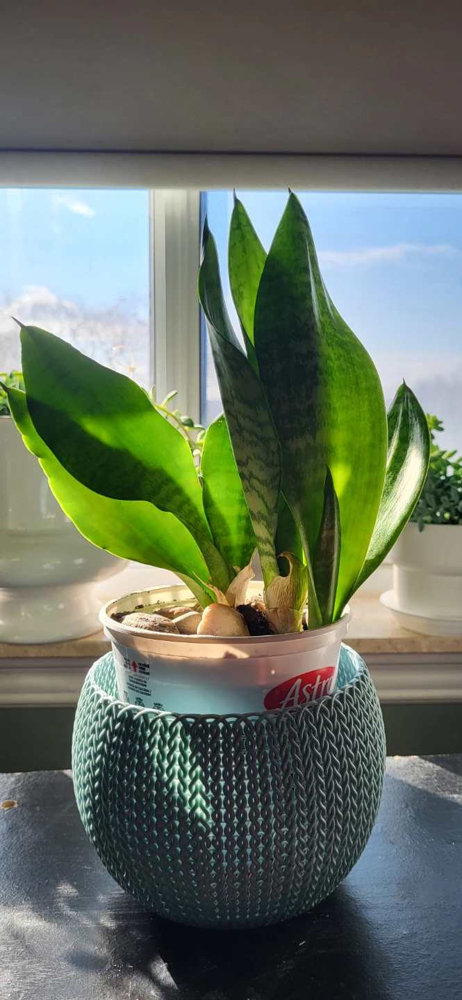 Snake plant in a yogourt pot - photo 3