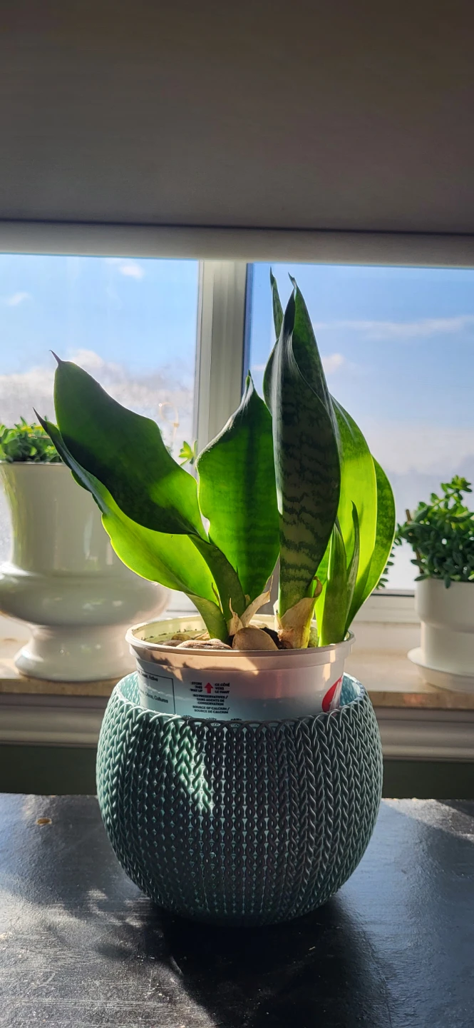 Snake plant in a yogourt pot - photo 4