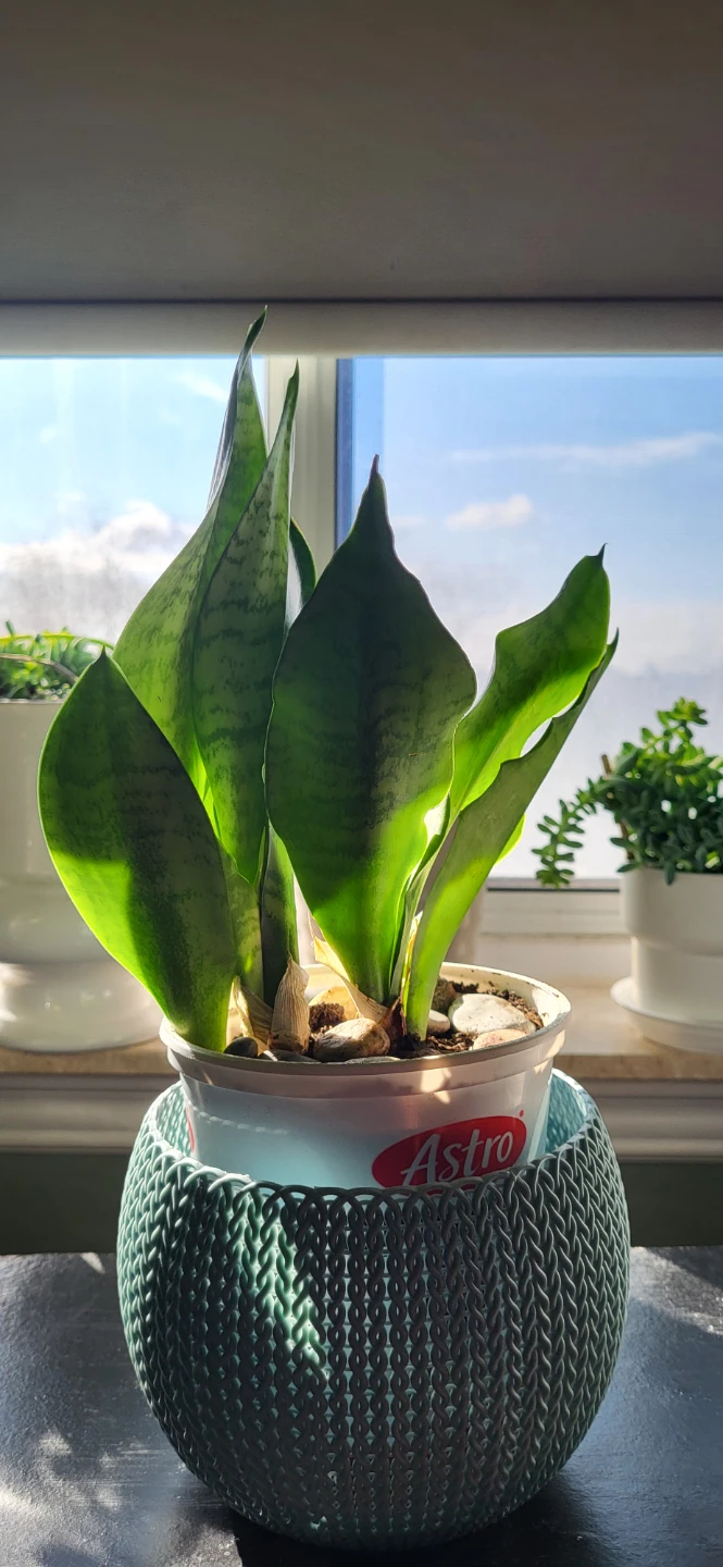 Snake plant in a yogourt pot - photo 5