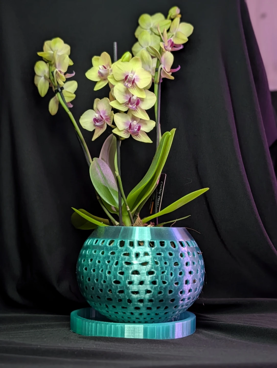 Custom Orchid Pot with Tray - orchid not included - photo 2
