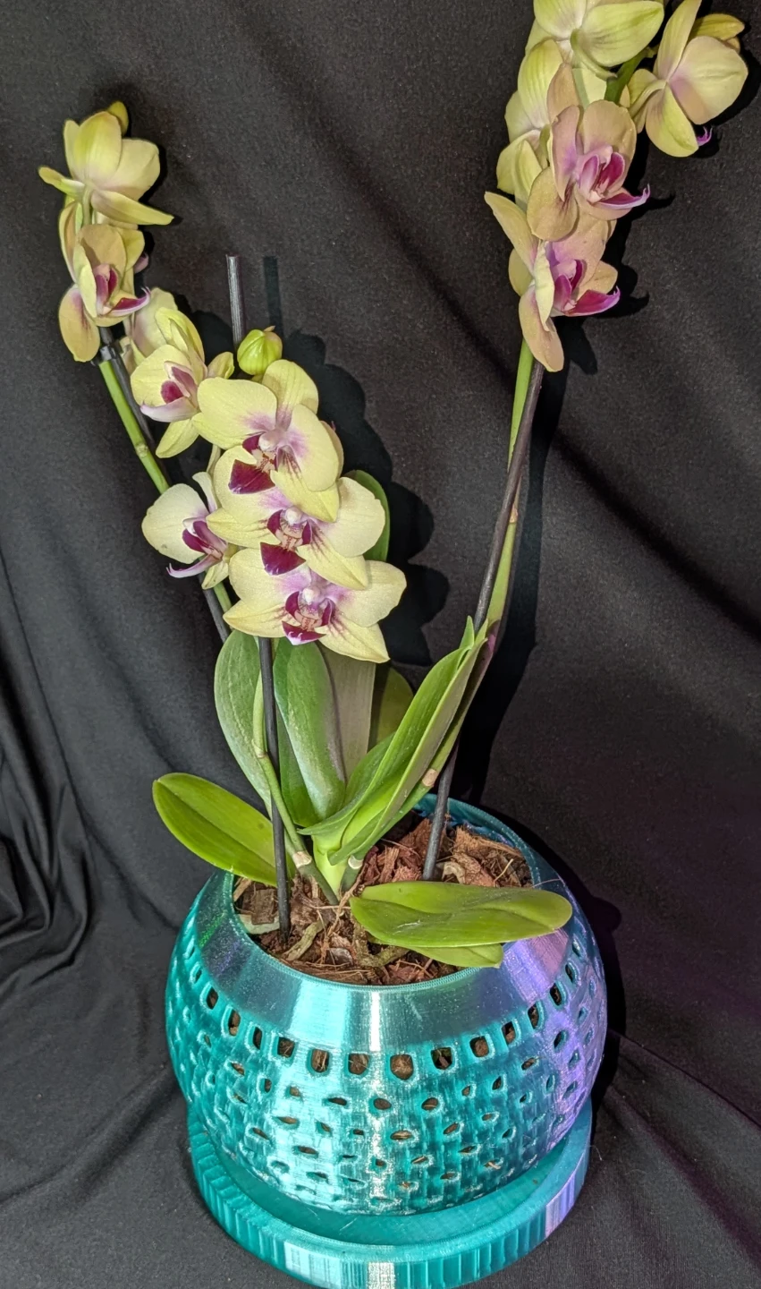 Custom Orchid Pot with Tray - orchid not included - photo 4
