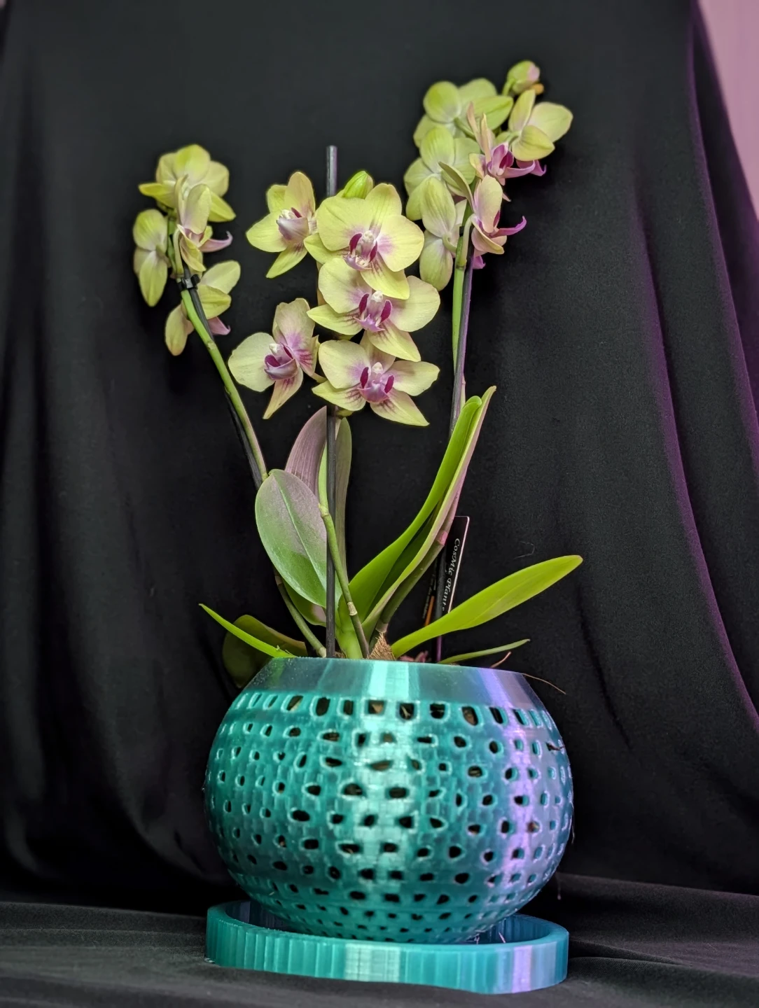 Custom Orchid Pot with Tray - orchid not included - photo 5