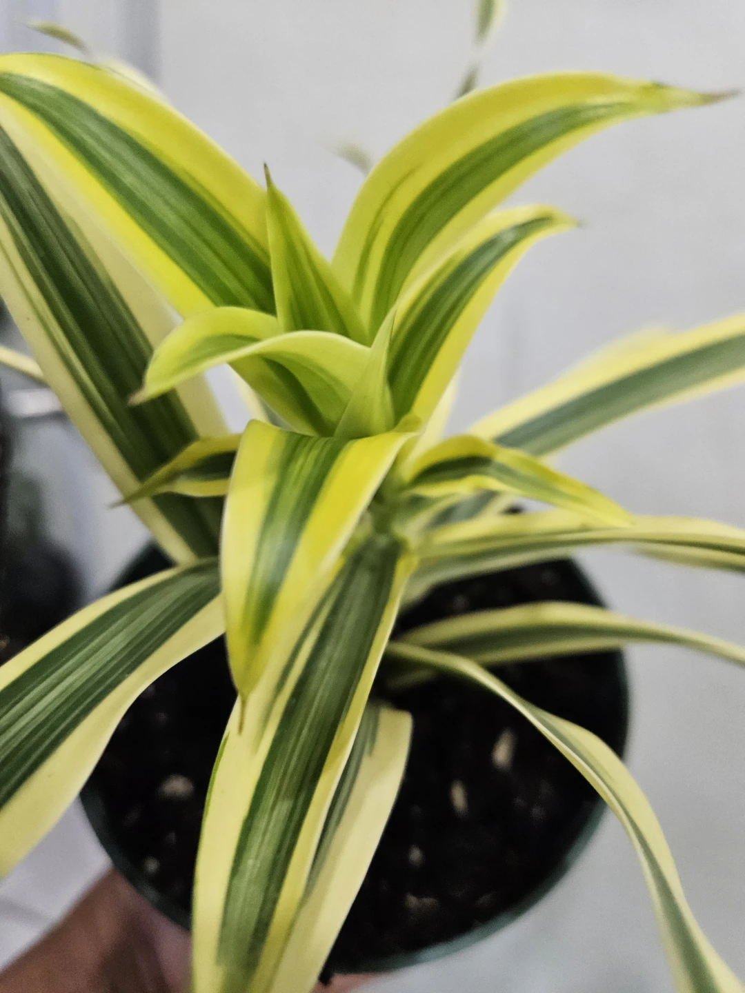 Song of India Plant