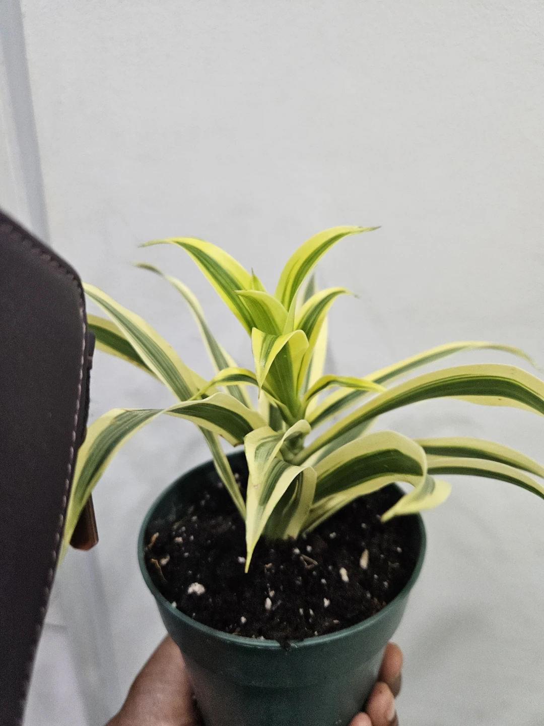 Song of India Plant - photo 3