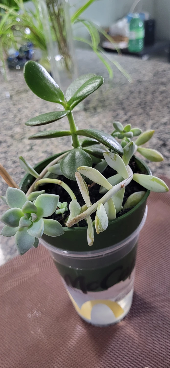 Jade and Sedum succulent