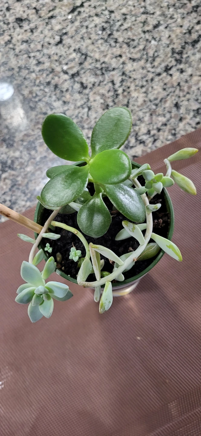 Jade and Sedum succulent - photo 2