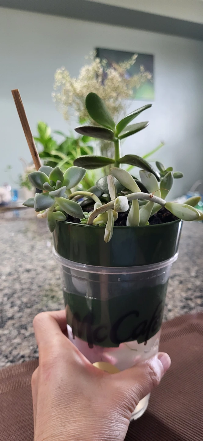 Jade and Sedum succulent - photo 3