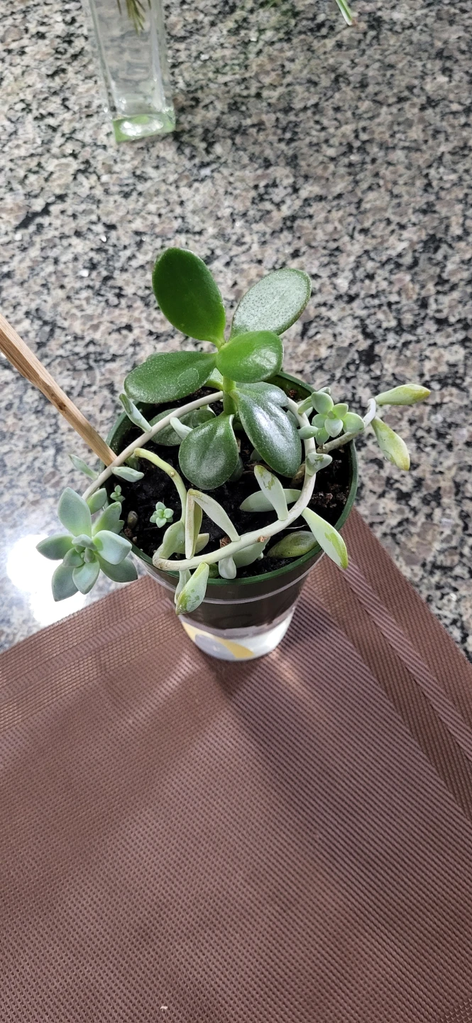 Jade and Sedum succulent - photo 4