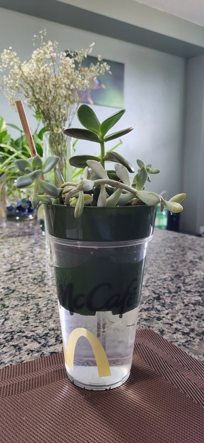 Jade and Sedum succulent - photo 5