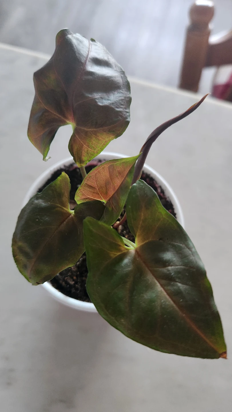 Syngonium Plant