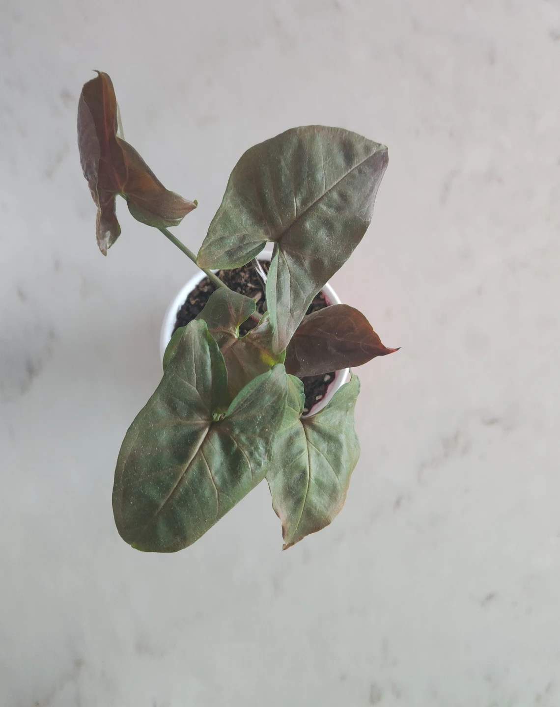 Syngonium Plant - photo 2