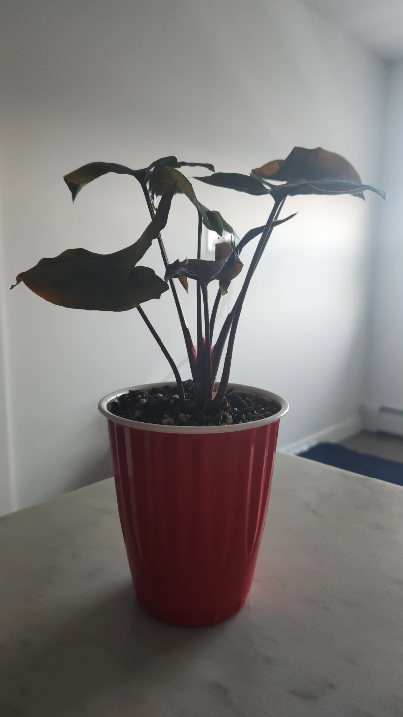 Syngonium Plant - photo 3
