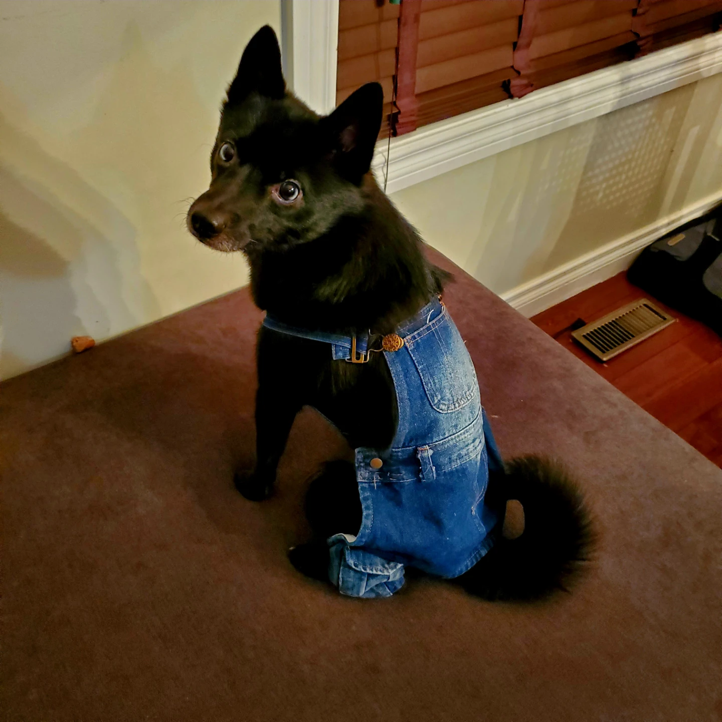 Blue Cargo Jean Denim Dog Overalls Size Medium NEW - photo 2