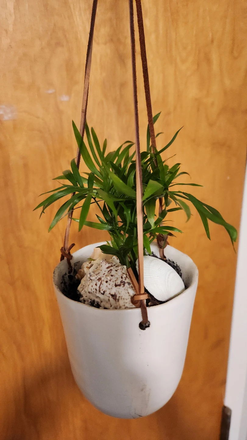Beach inspired hanging planters with parlour palms