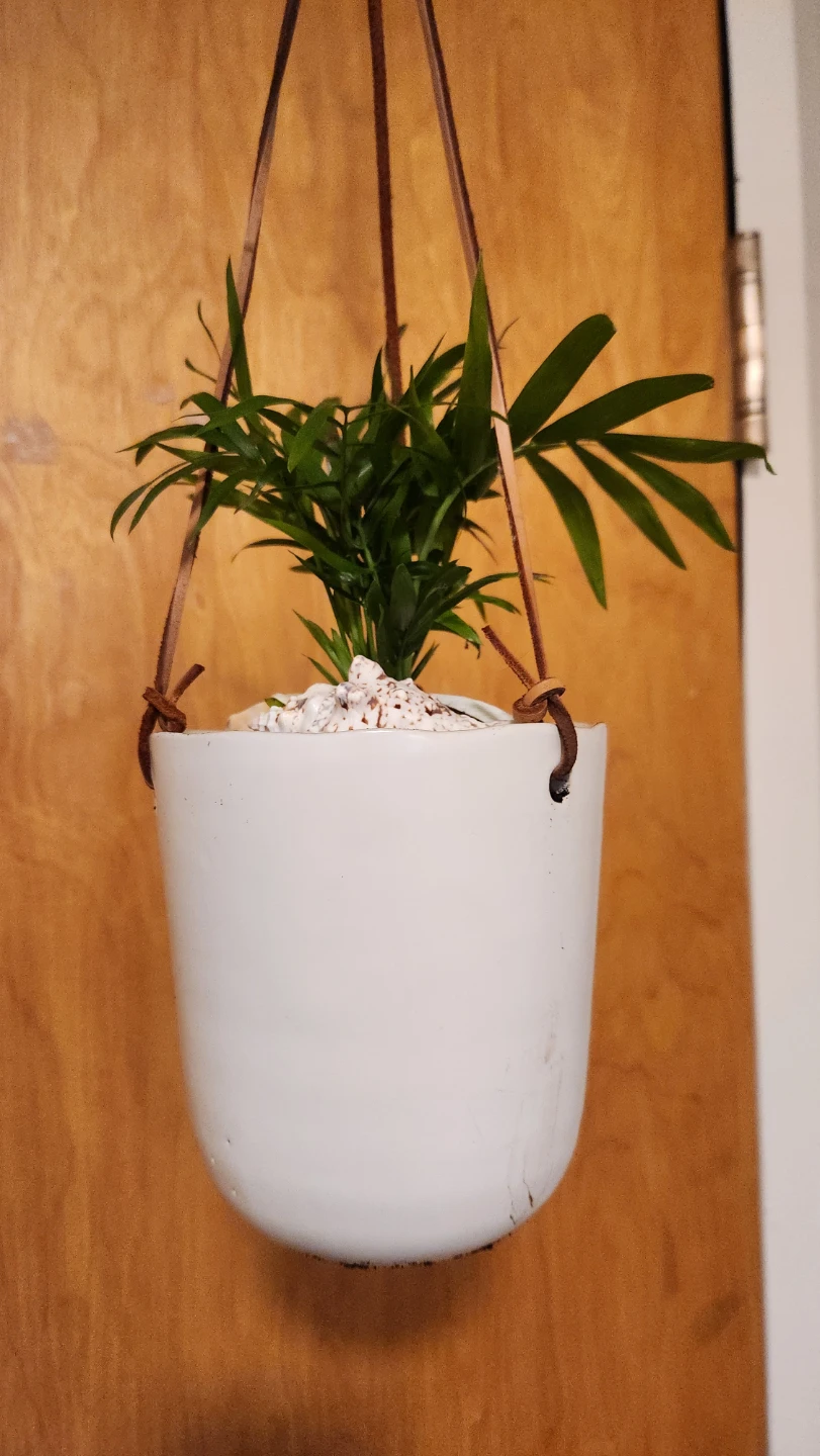 Beach inspired hanging planters with parlour palms - photo 2