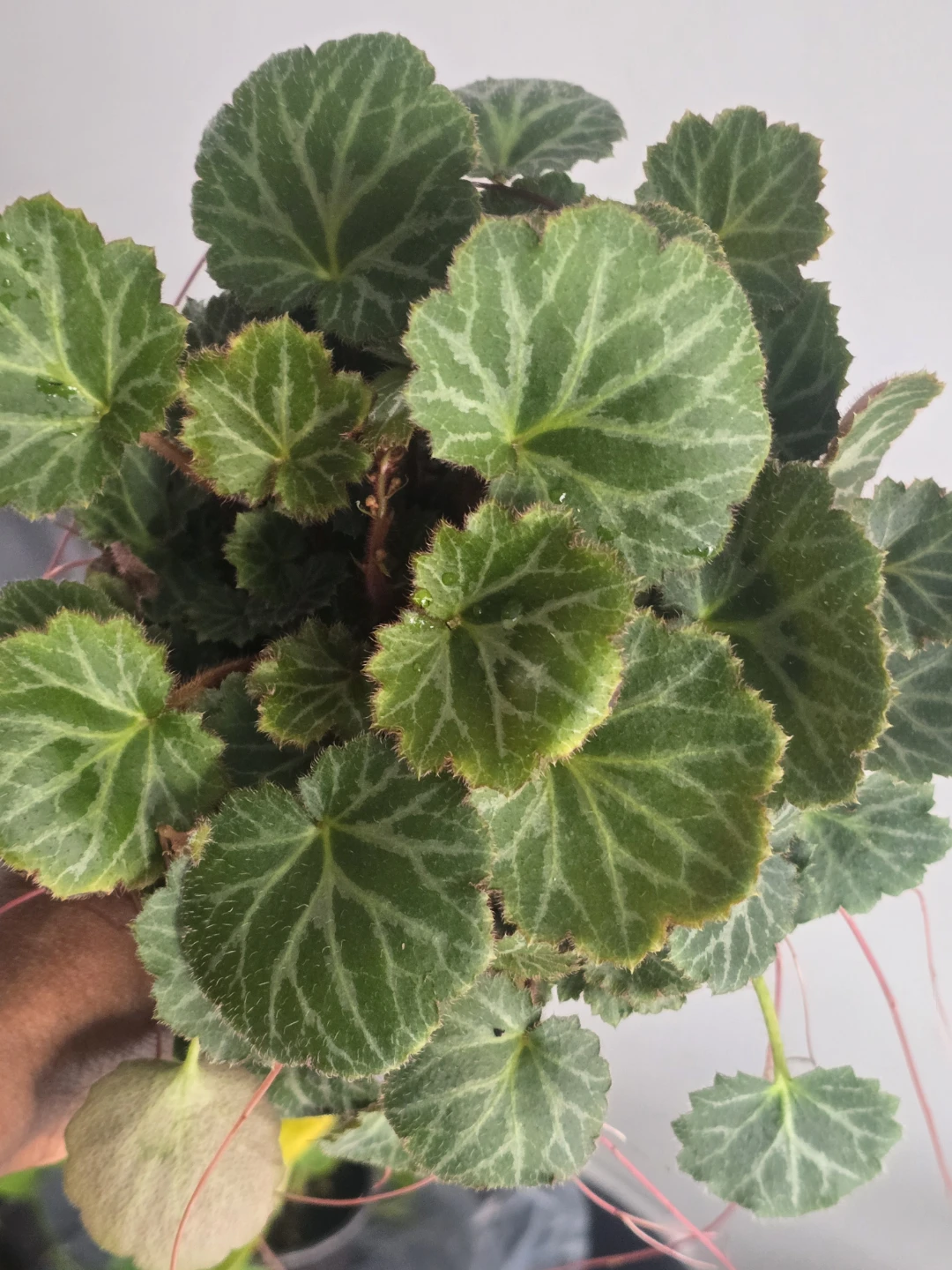 Strawberry begonia - photo 3