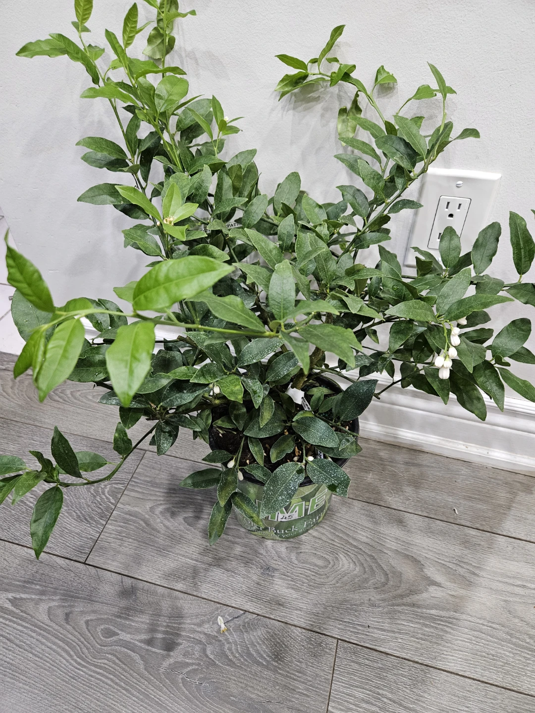 Indoor/ outdoor Lemon Tree