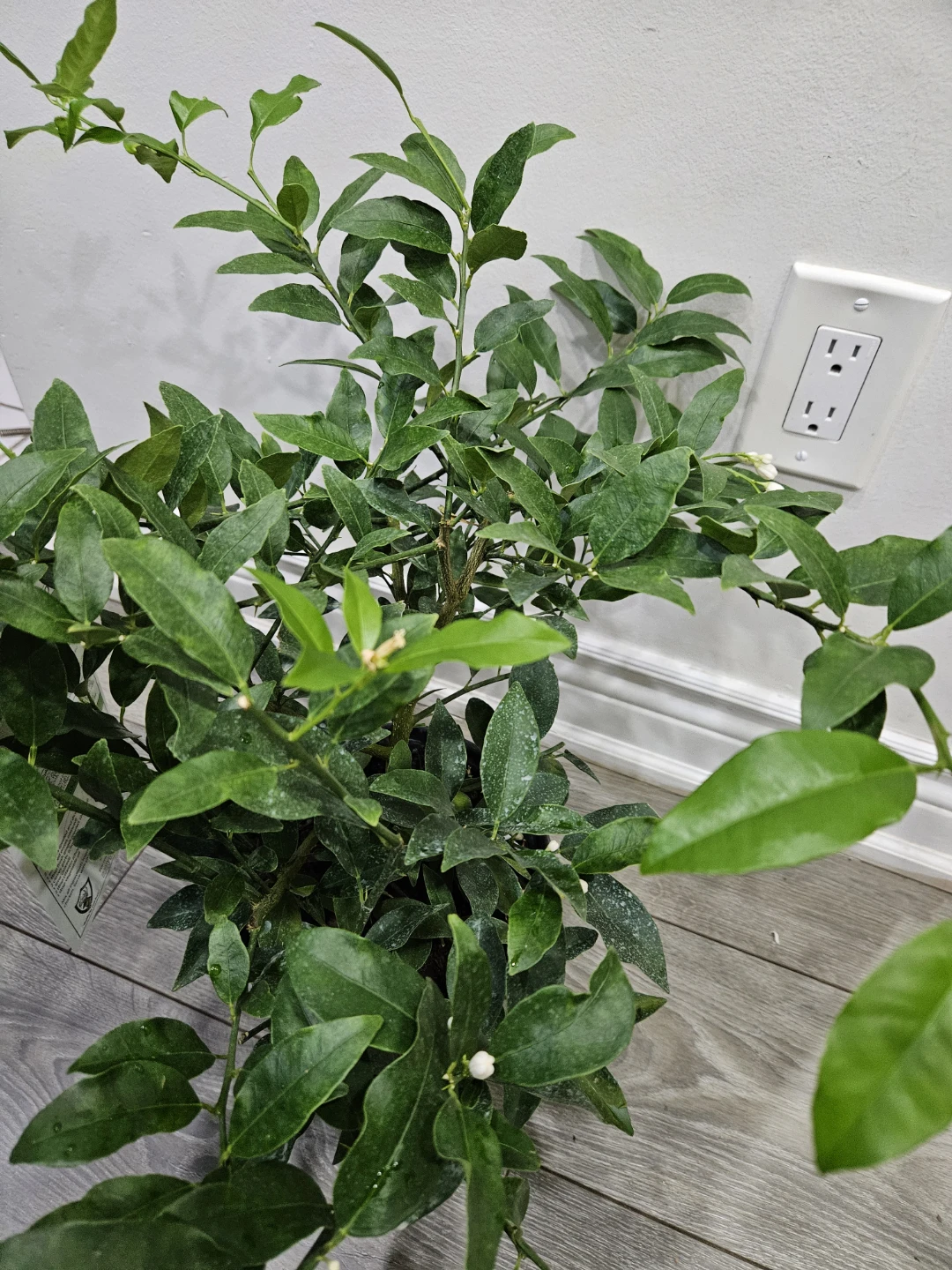 Indoor/ outdoor Lemon Tree - photo 2