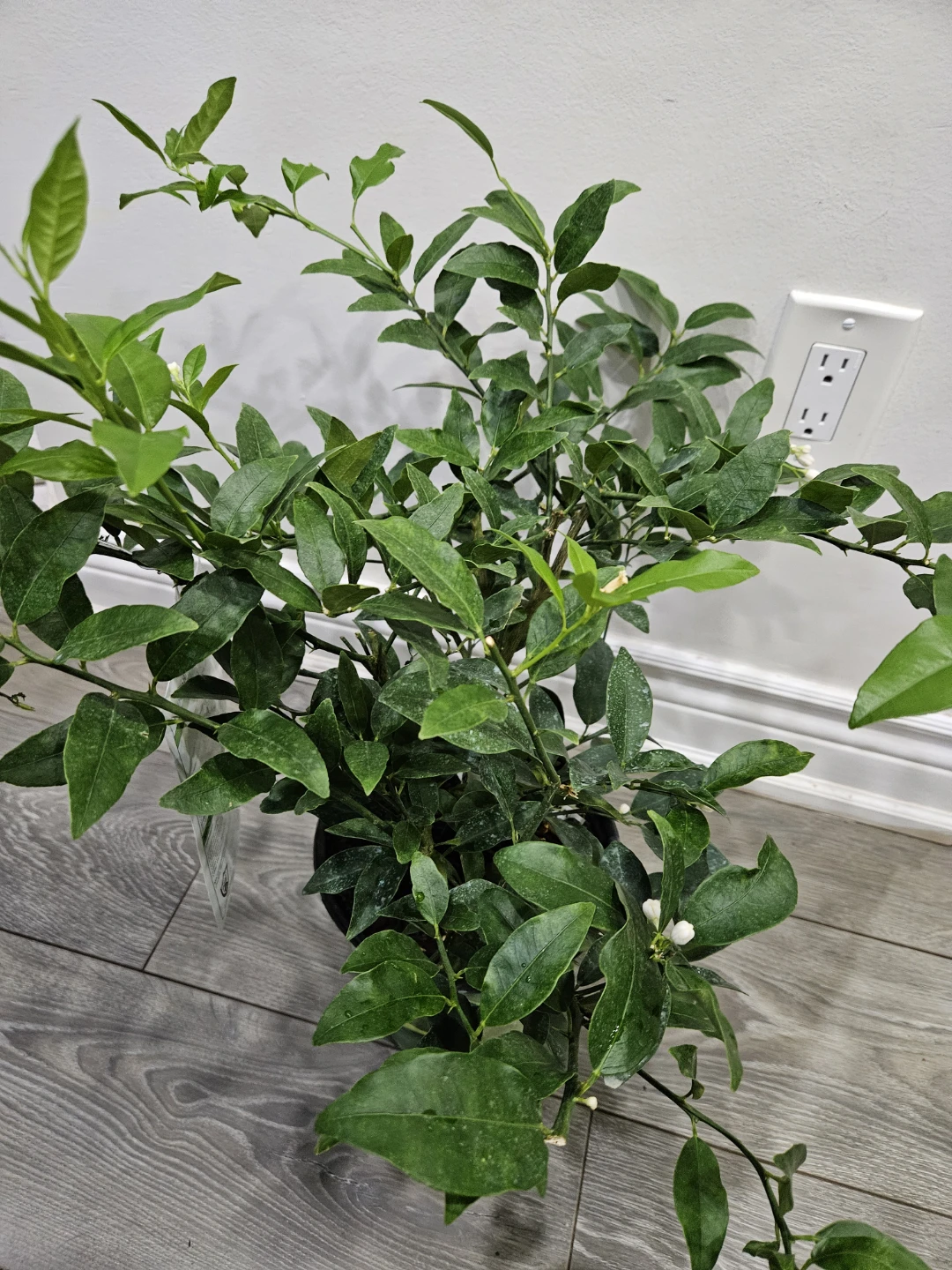 Indoor/ outdoor Lemon Tree - photo 3