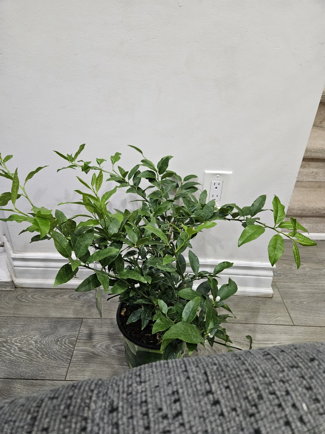 Indoor/ outdoor Lemon Tree - photo 4