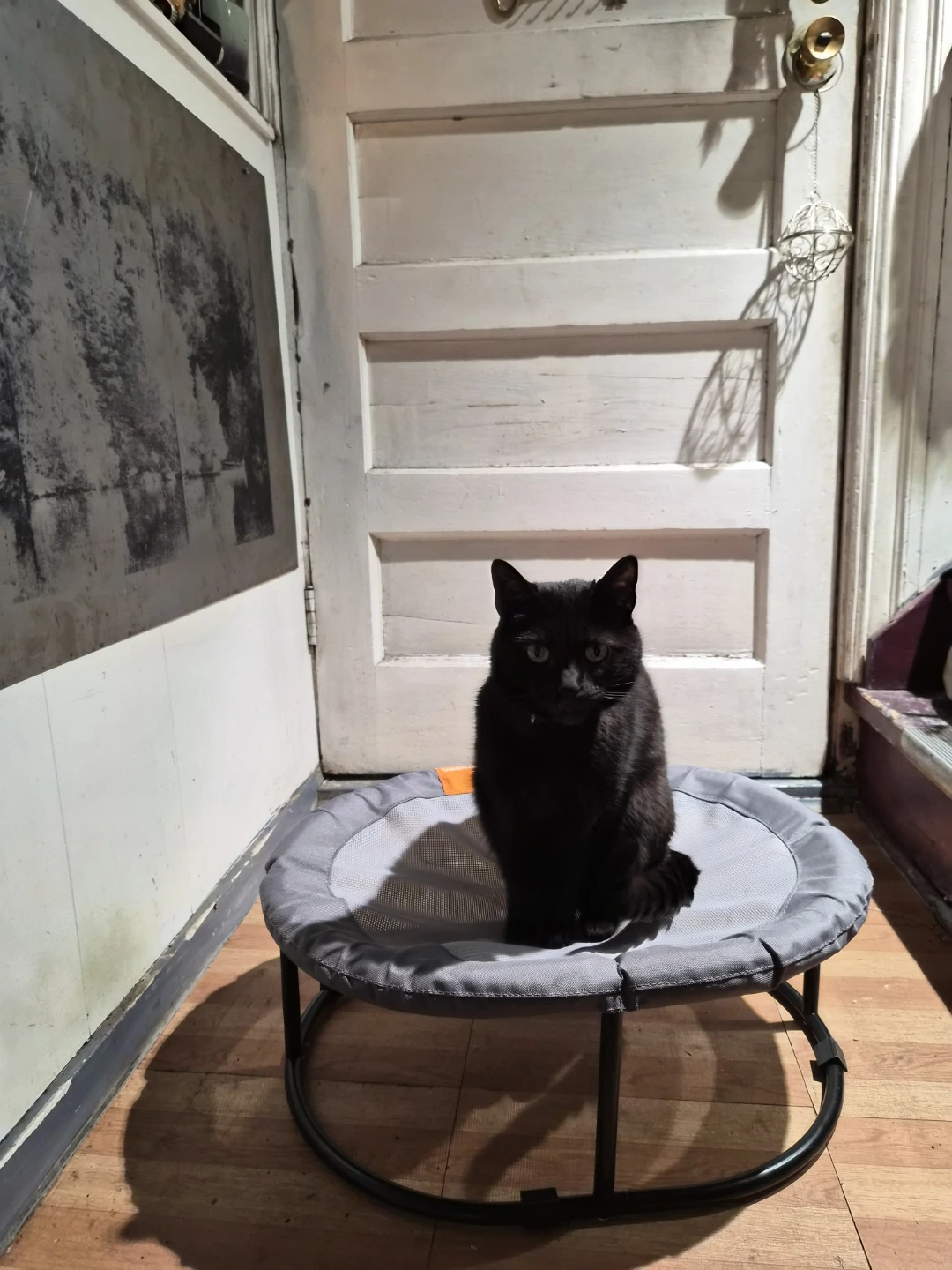 Pet Cot / Elevated Bed
