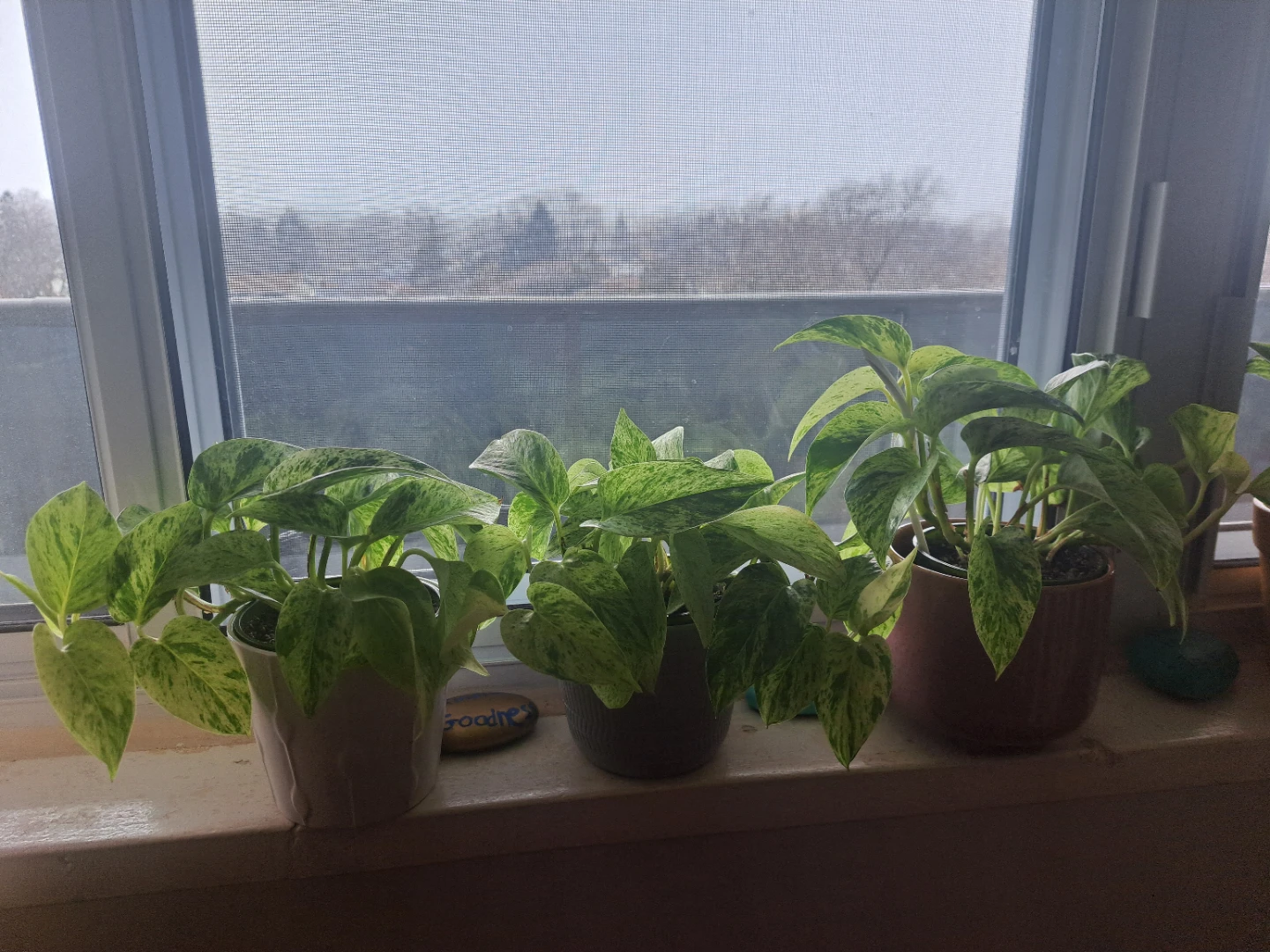 Snow queen pothos plant