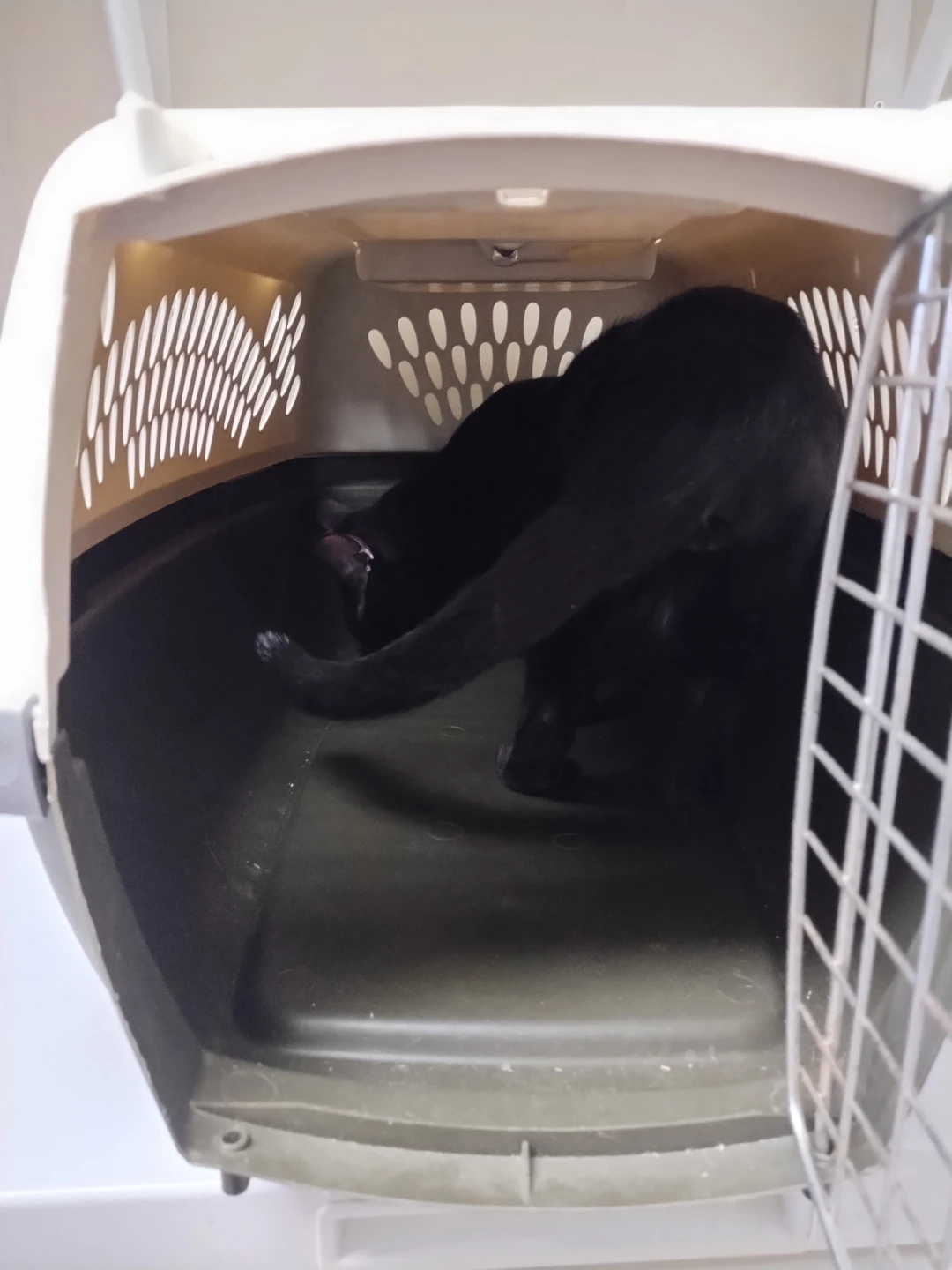Pet Taxi Pet Carrier - photo 5