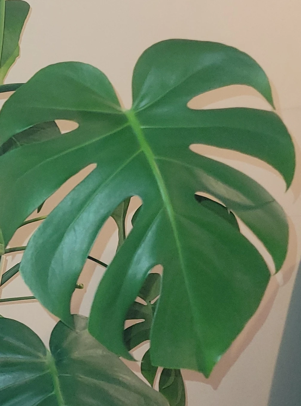 I AM LOOKING FOR FREE HOUSE PLANTS