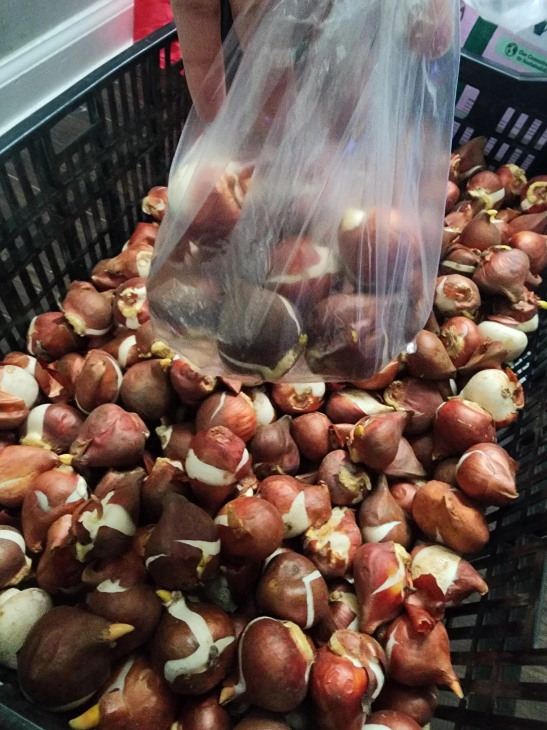 Tulip Flower Bulbs