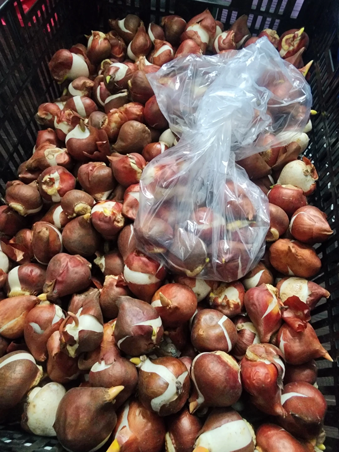 Tulip Flower Bulbs - photo 2