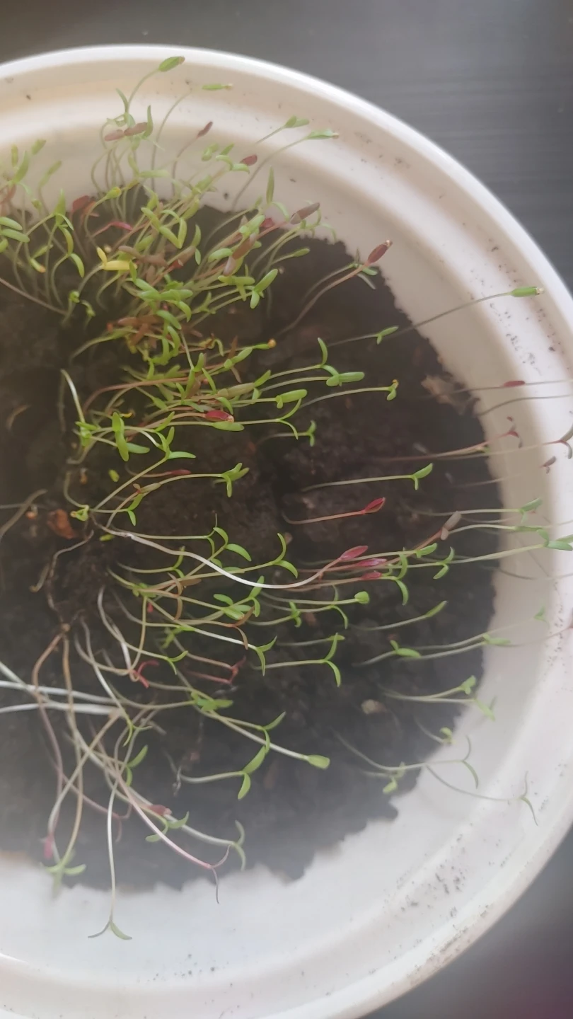 Sprouted  Amaranth Seeds