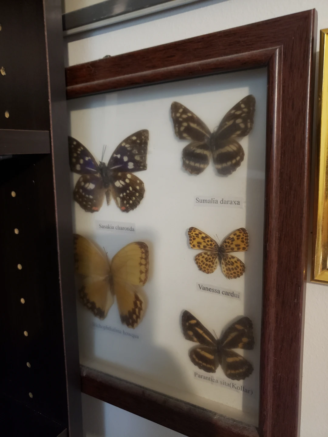 Framed Butterfly Collection