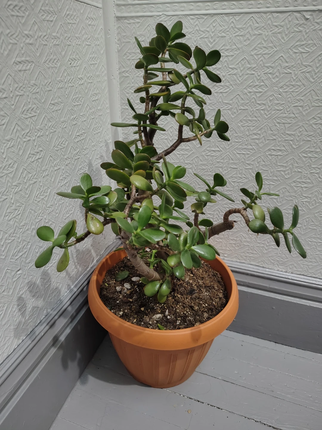 Jade Plant in Pot