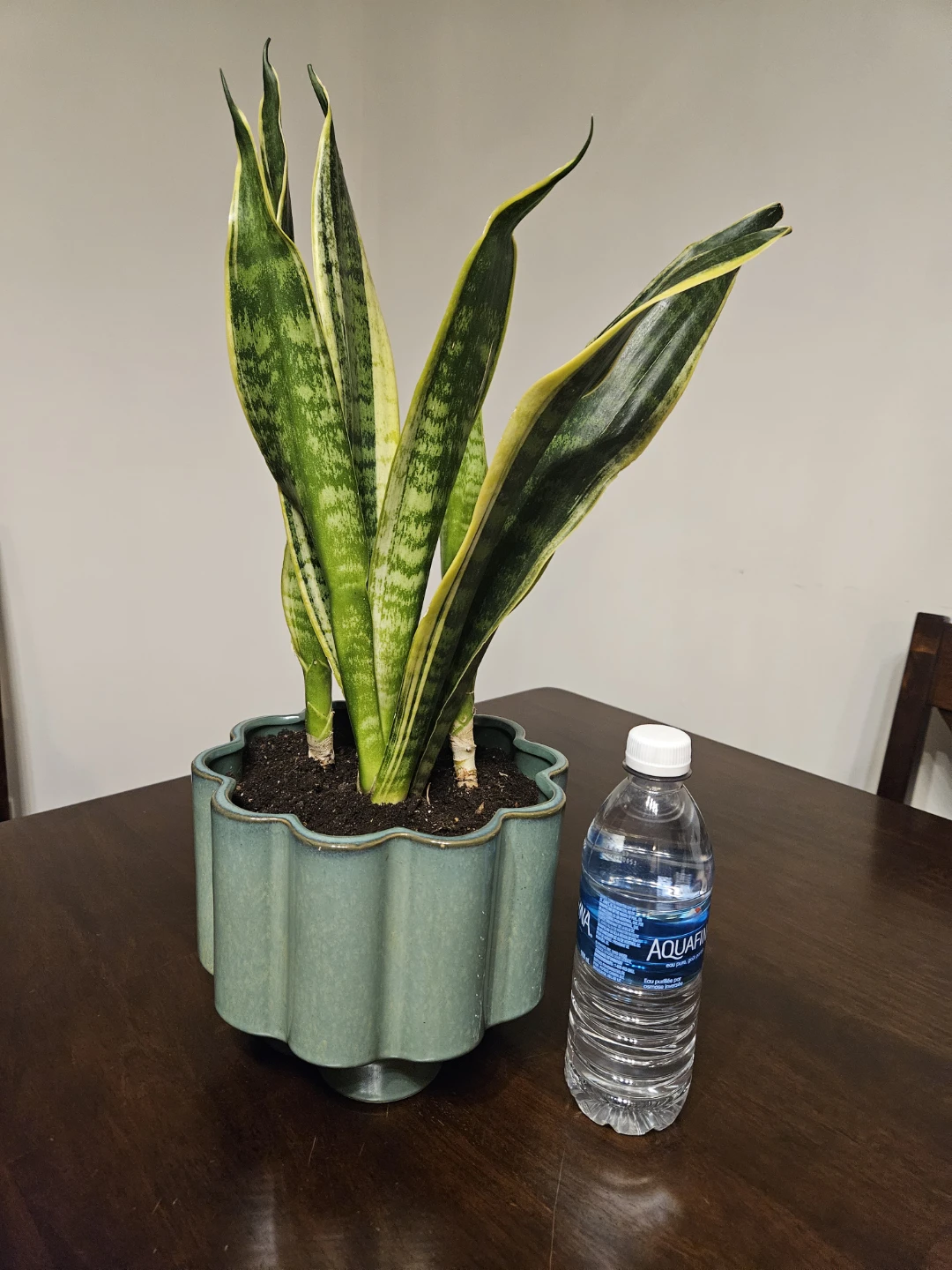 Snake Plant in Decorative Pot