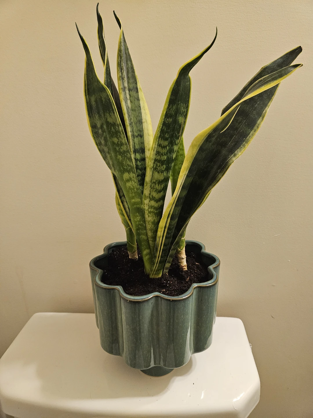 Snake Plant in Decorative Pot - photo 2