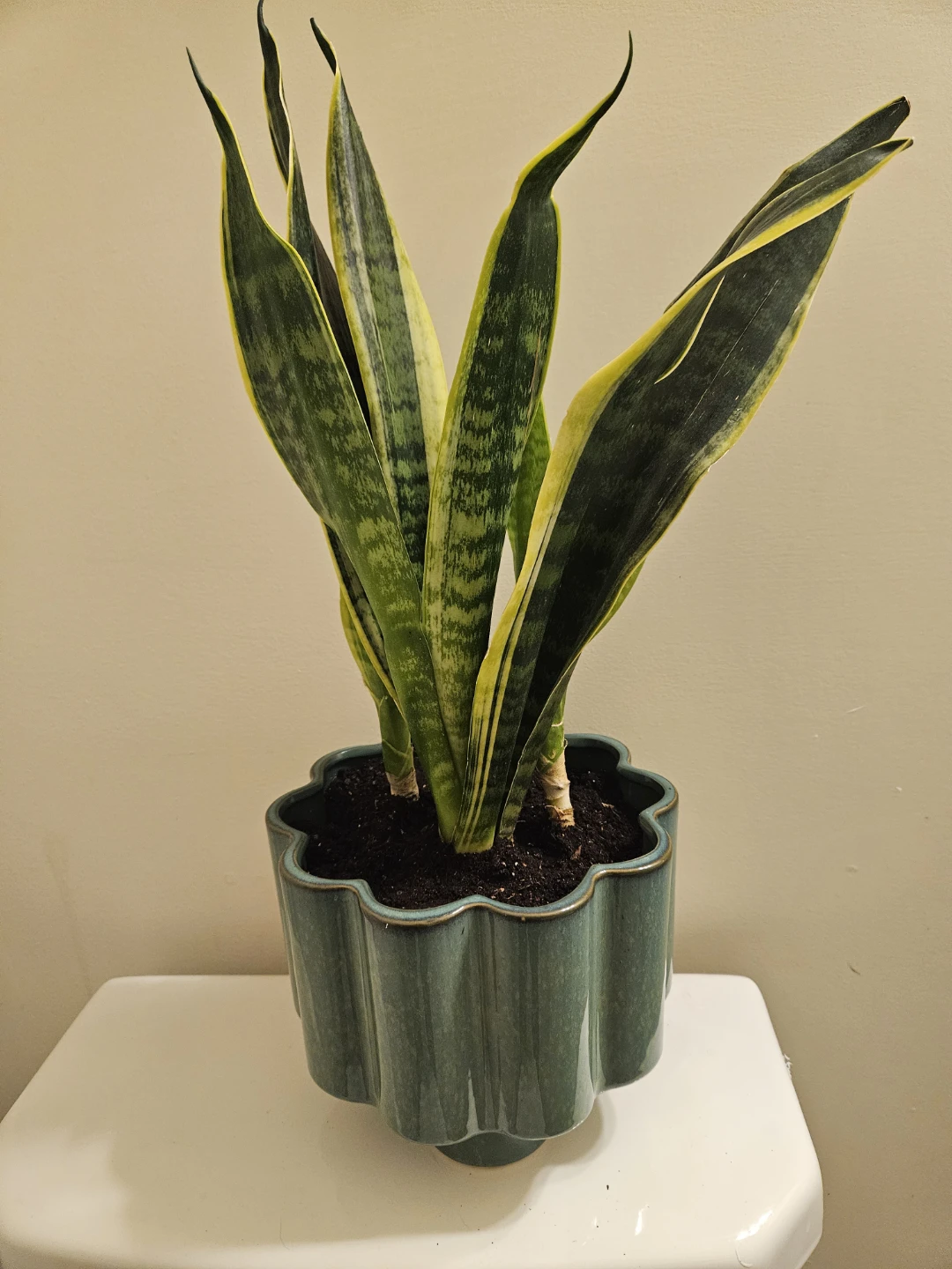 Snake Plant in Decorative Pot - photo 3