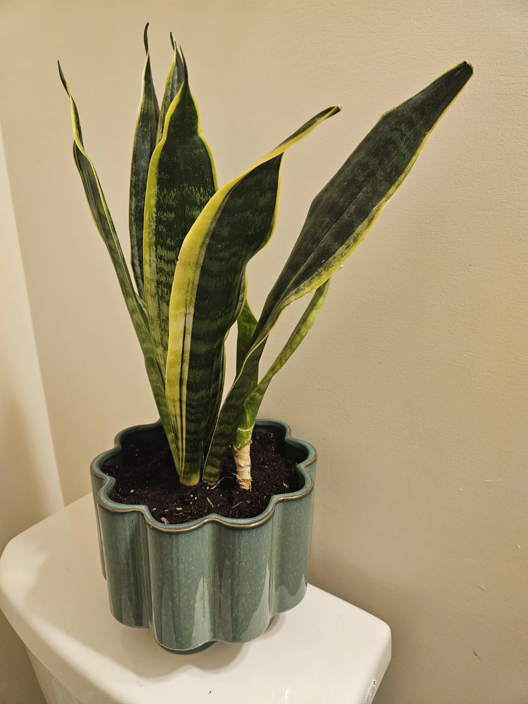 Snake Plant in Decorative Pot - photo 5