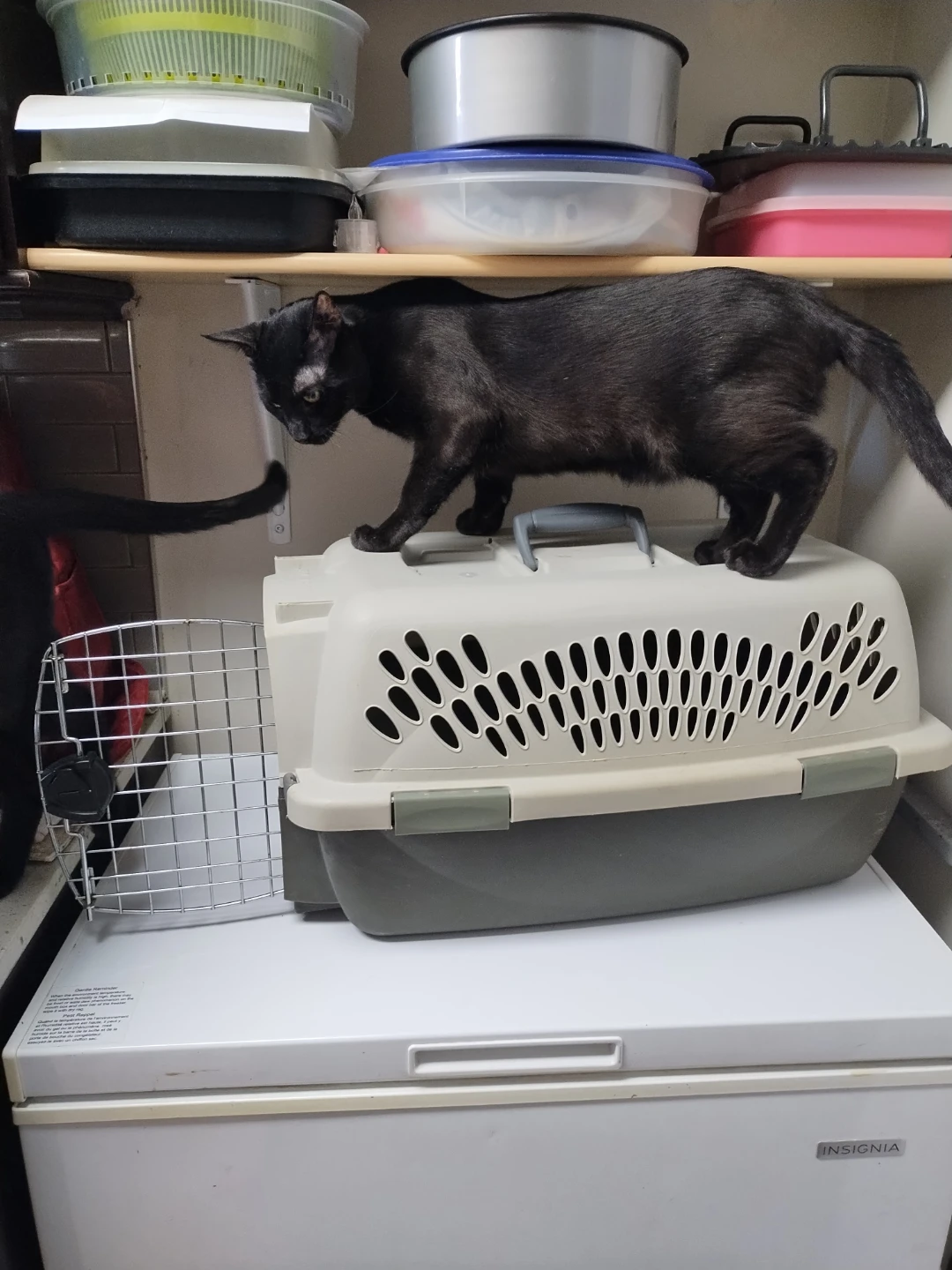Pet Taxi Pet Carrier - photo 3
