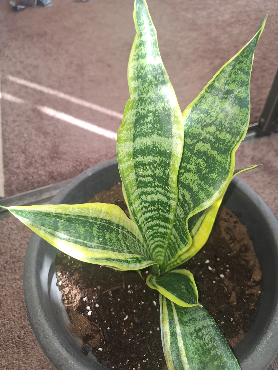 Sansevieria snake Plant in Pot