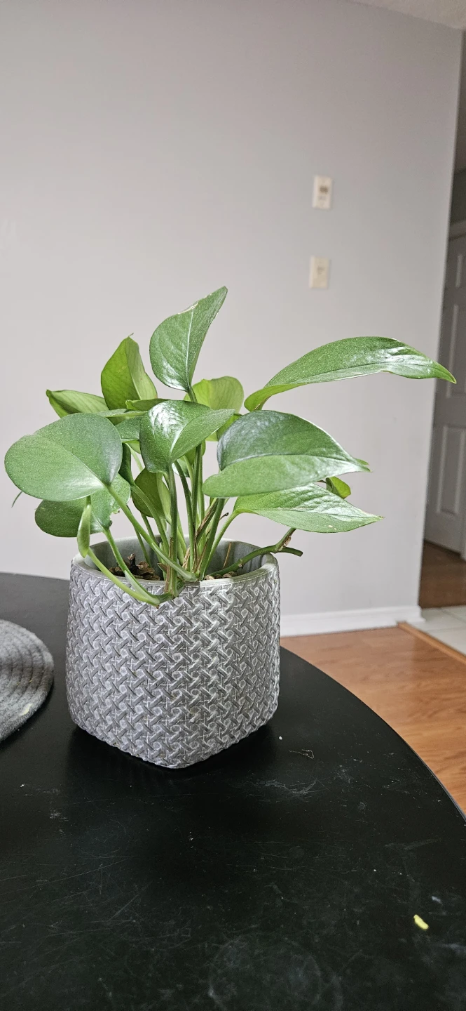 🧡Pothos Plant in Decorative Pot - photo 2