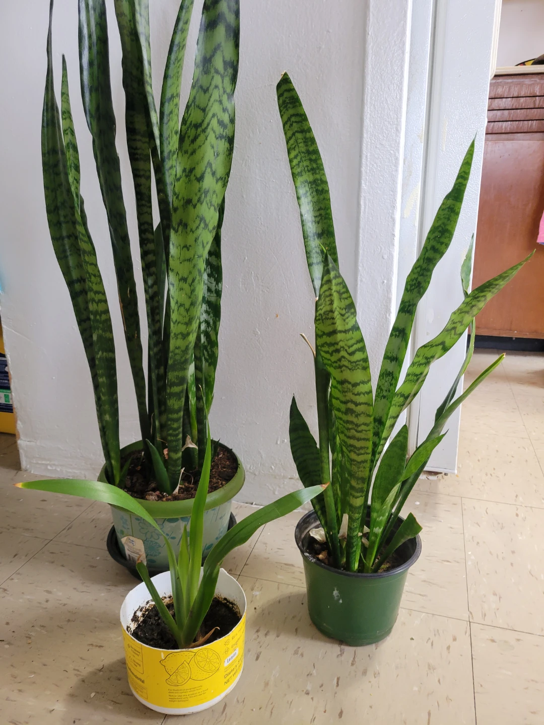 Snake Plant Trio