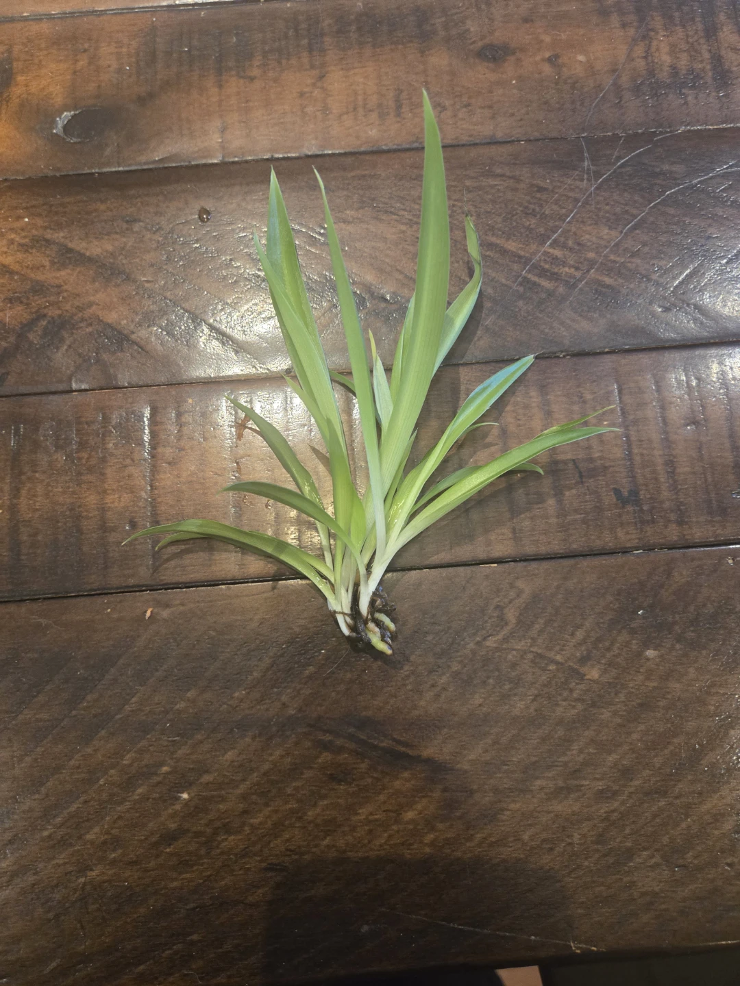 Spider Plant Pup