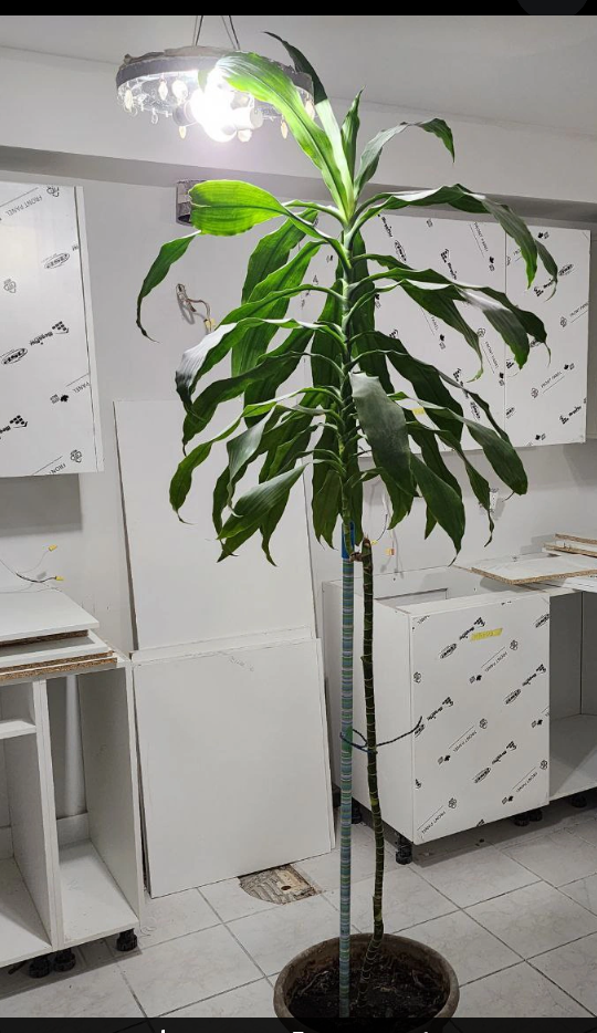 Large 8 foot houseplant office Dracaena Fragrans Corn plant