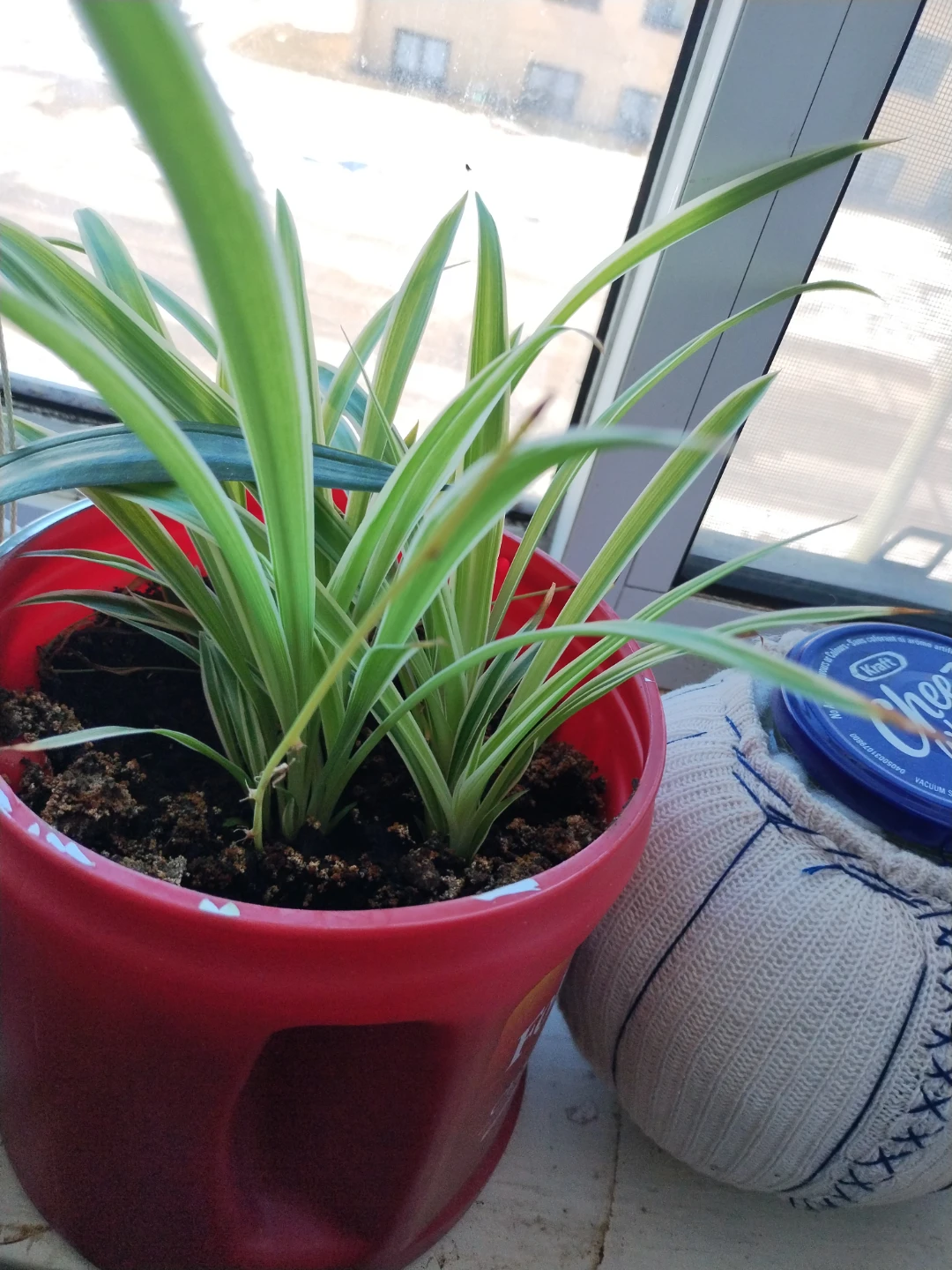 Spider Plant in Red Pot