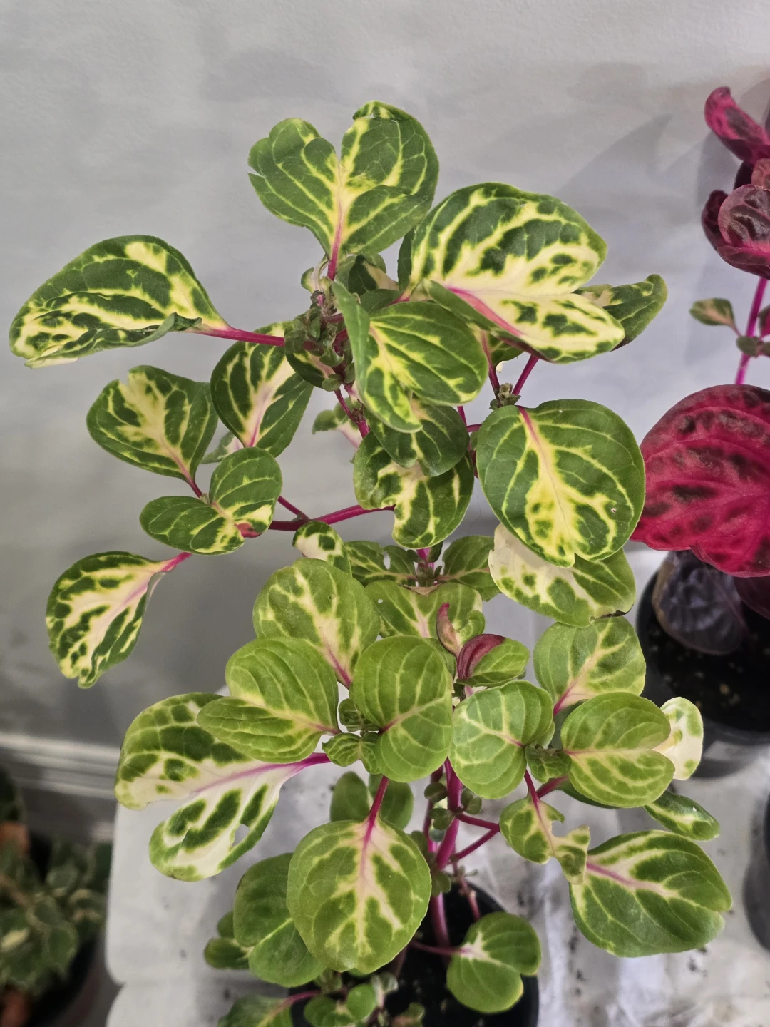 Two Iresine Plants - Pink and Variegated