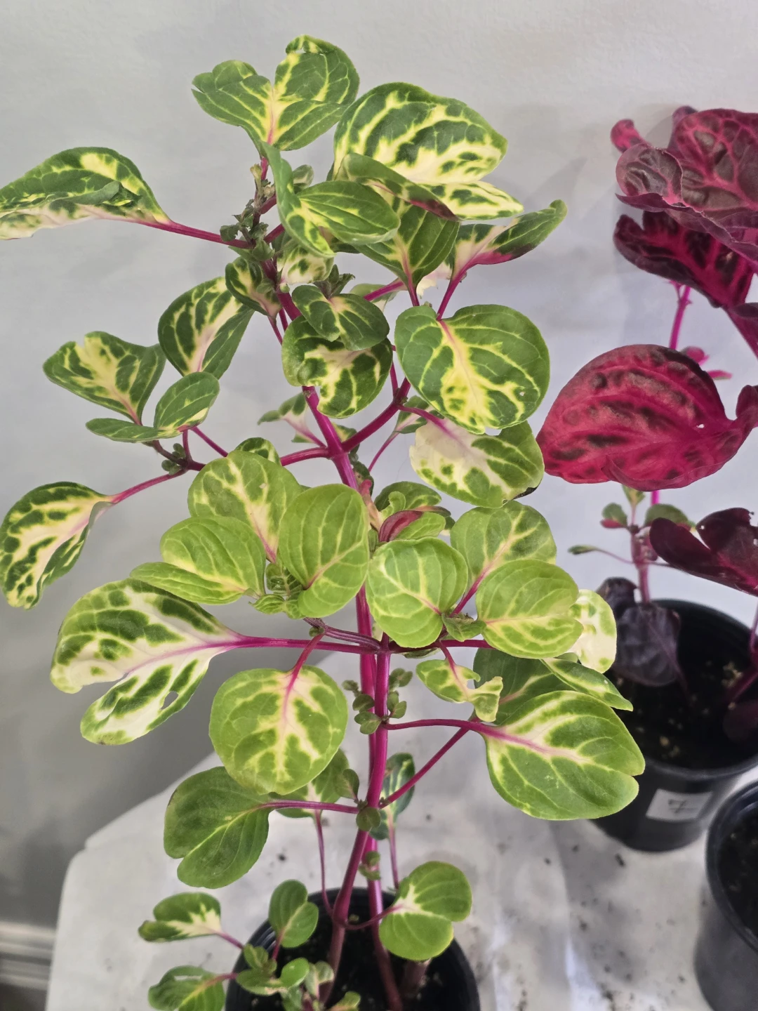 Two Iresine Plants - Pink and Variegated - photo 2