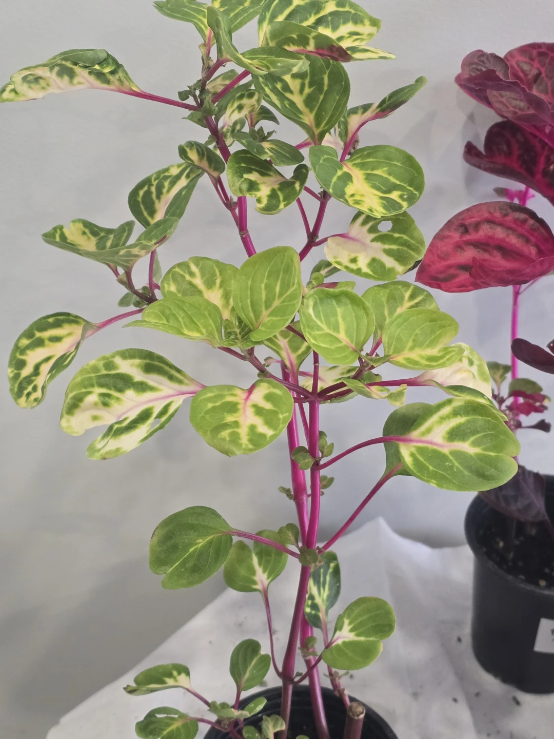 Two Iresine Plants - Pink and Variegated - photo 3