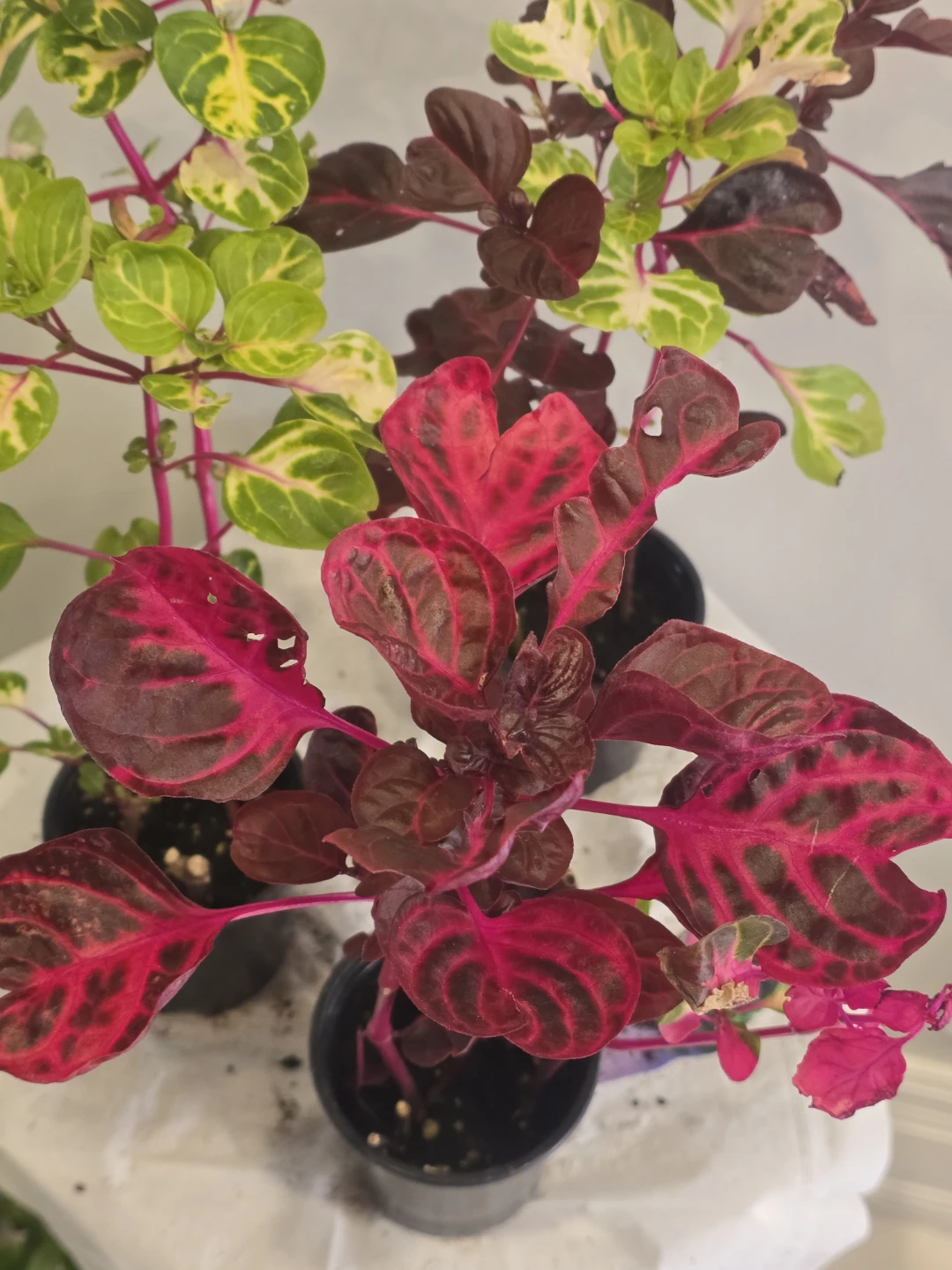 Two Iresine Plants - Pink and Variegated - photo 4