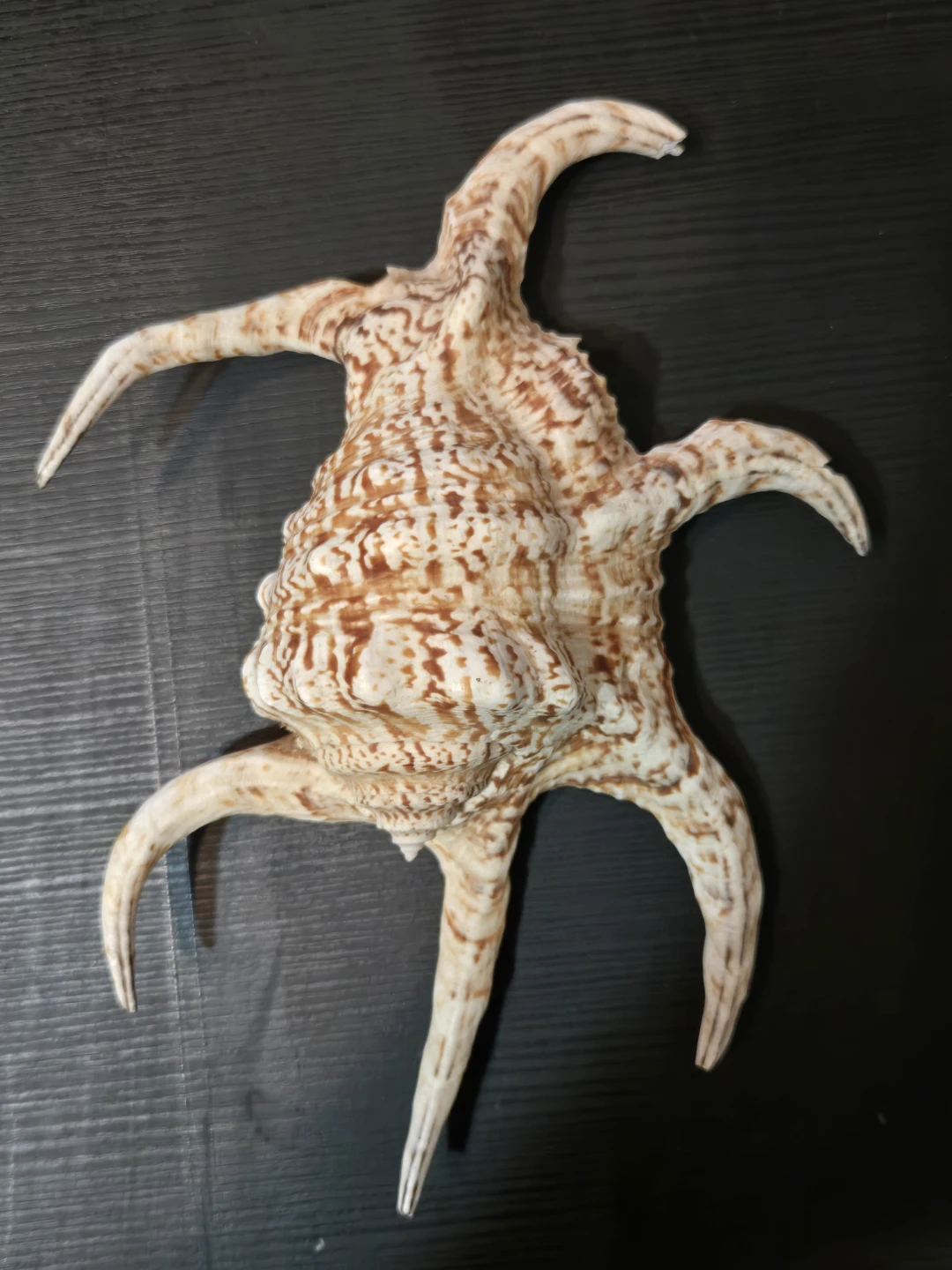 Seashell Decorations