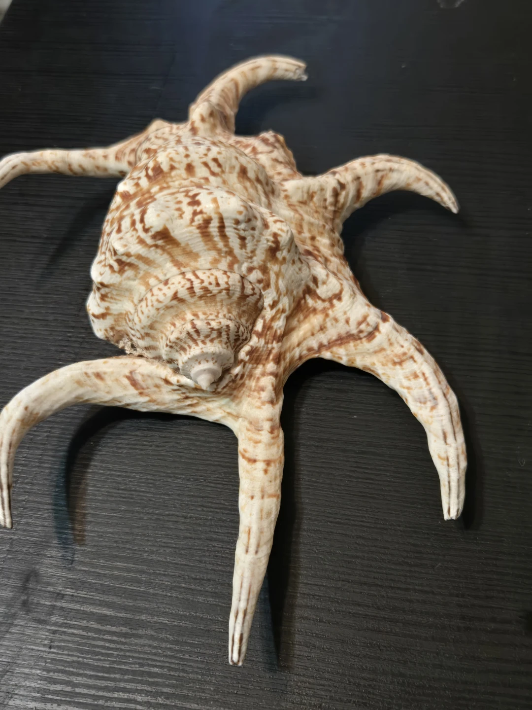 Seashell Decorations - photo 3